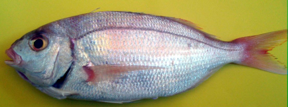 Pagellus bellottii_03.jpg